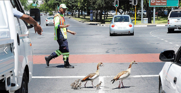 A Traffic Freeflow ‘pointsman‘ helps Egyptian geese and their goslings cross a busy Cape Town road.